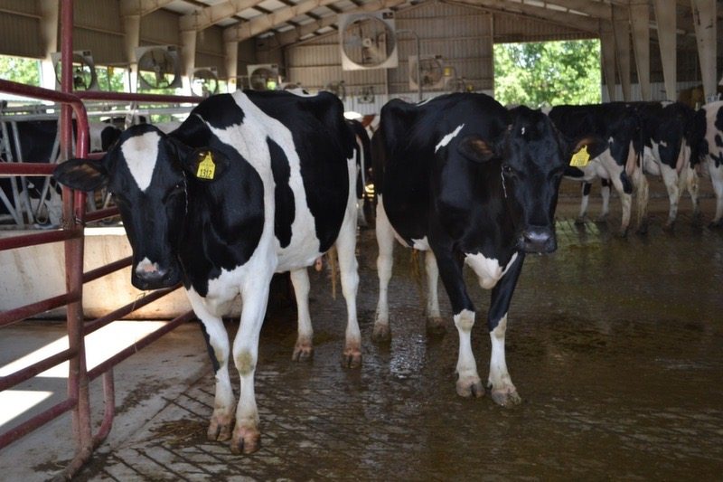 dejta online gratis collage