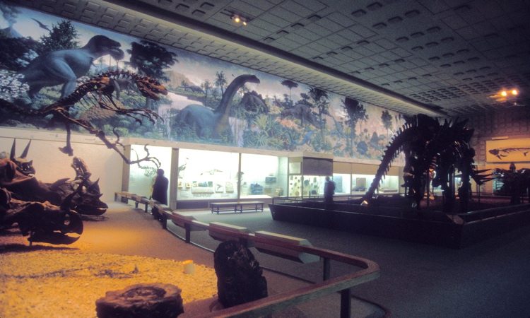 Museum Of Natural History Internship Reviews Museum Of Natural History Internship Reviews